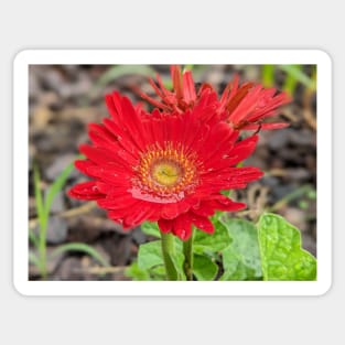 Red Wet Gerber Daisy Sticker